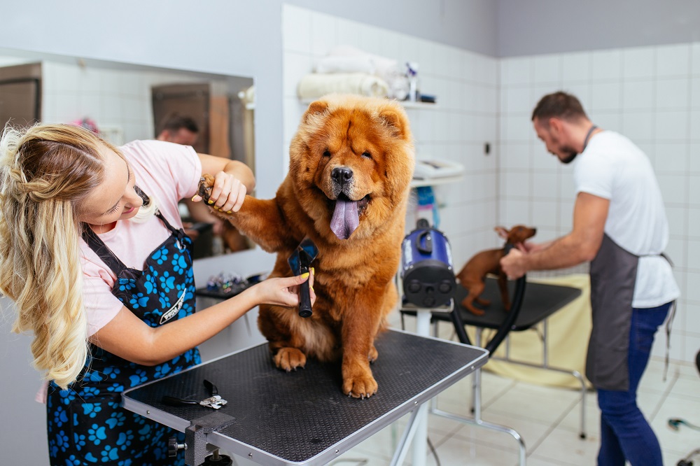 What to Do When Grooming Senior Dogs Npo Pet